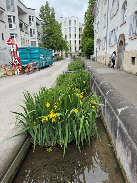 Ein geöffneter Bach kühlt die Umgebung und fördert die Artenvielfalt. Foto: © Plan Biodivers 