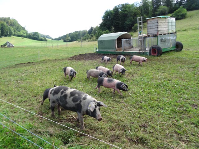 Der Sau Karavan ermöglicht eine bodenschonende Freilandhaltung. Foto FiBL