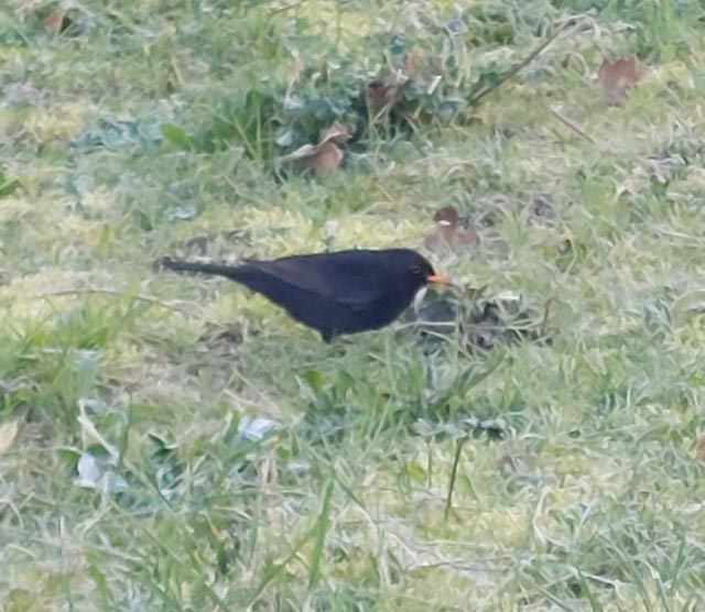 Beobachtet: Eine Amsel auf der Suche nach Würmern