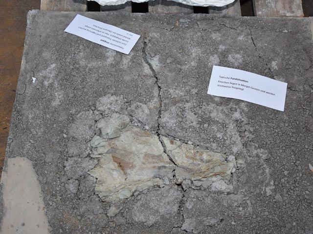 Typische Fundsituation: Knochen liegen in Mergel-Gestein und werden stückweise freigelegt. Foto: Jörg Wägli