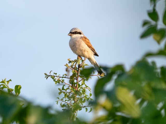 Am Samstag, 14. Juni, findet in Reinach AG der Tag der Artenvielfalt statt. Festprogramm, Ergebnisse der Artenerhebungen und vieles mehr zum Thema gibt's ab 9 Uhr auf dem Marktplatz. Foto: Neuntöter © Silvan Kyburz, silvan-kyburz.com