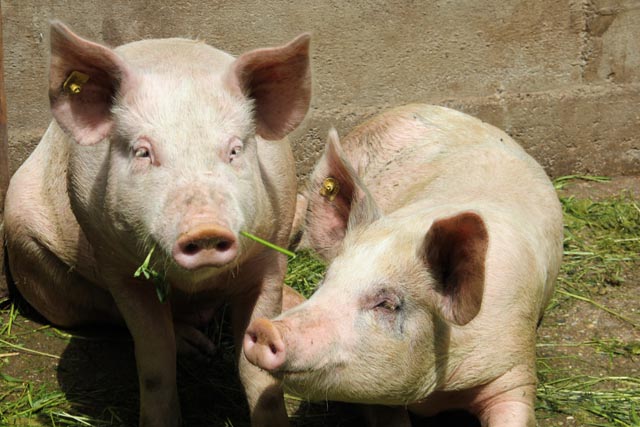 Hoftötung auch für Schweine –  KAGfreiland unterstützt Betriebe, welche die Hoftötung von Schweinen einführen möchten 