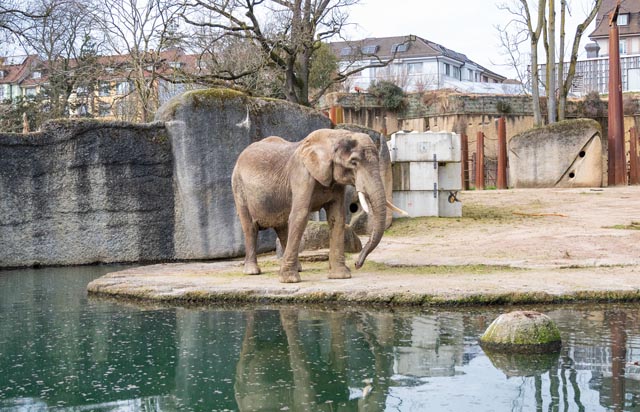 Elefantenkuh Heri musste von ihren Leiden erlöst werden. Foto: zVg 