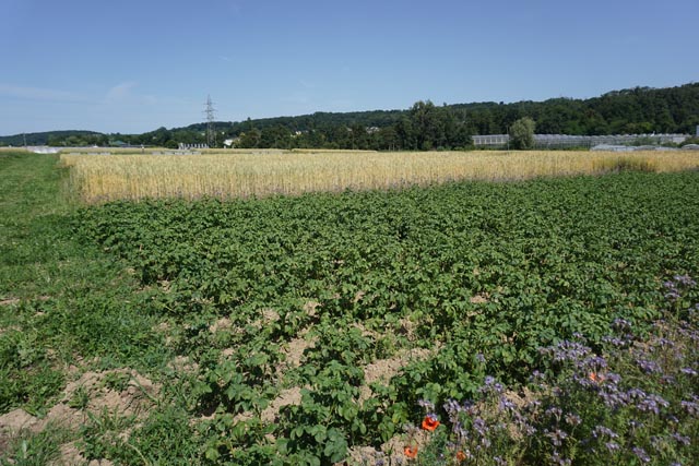 Kartoffeln und Weizen im Test. Foto: jin