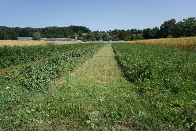 Kleegras im Test. Foto: jin