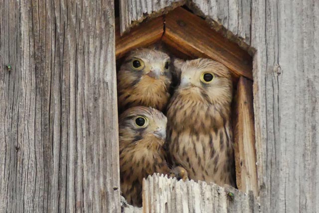 Foto: Rosmarie Hürner, Zuzgen