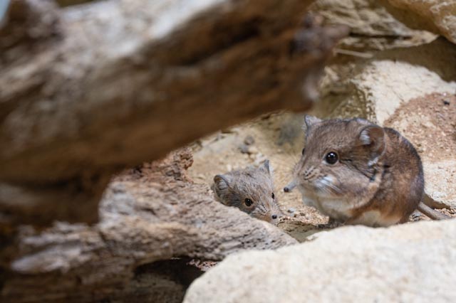  ...und bei den Rüsselspringern (Macroscelides proboscideus). Foto: Zoo Basel 