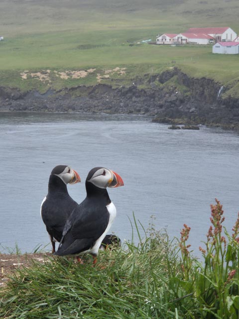Fabienne Hüsser konnte Papageientaucher aus nächster Nähe fotografieren. Foto: zVg