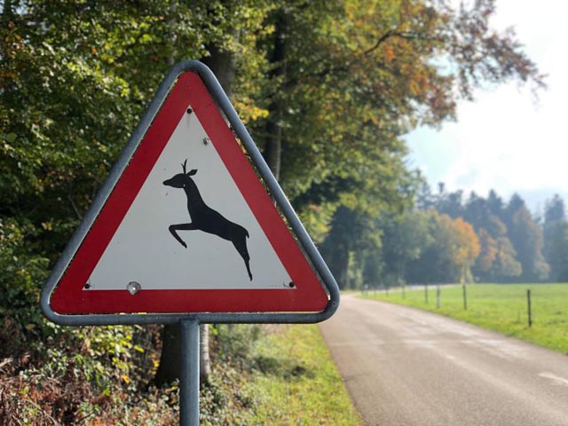 Besonders in der Nähe von Wäldern und Feldern sollte man äusserst achtsam fahren und die Geschwindigkeit anpassen.