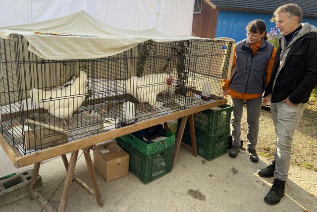 Am Stand von Pro Specie Rara waren Hühner der Rasse Schweizer Huhn ausgestellt. Foto: Adrian Krebs, FiBL