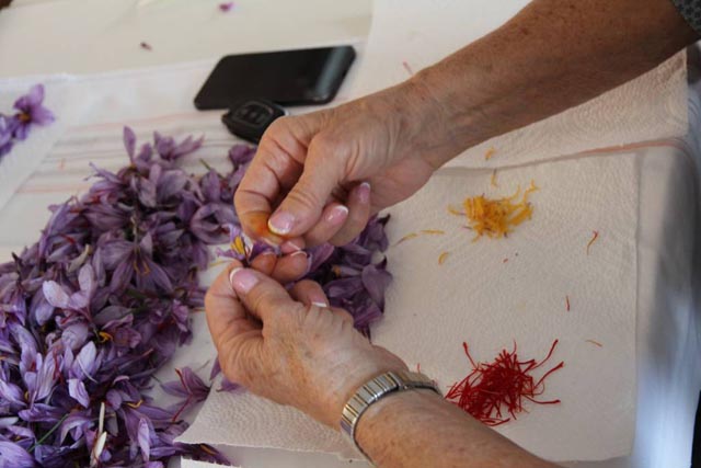 Bei tausenden von Blüten werden in Handarbeit die 3 wertvollen Safranfäden ausgezupft. Foto: zVg