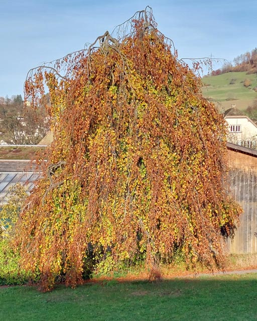 Foto: Olivia Di Marco