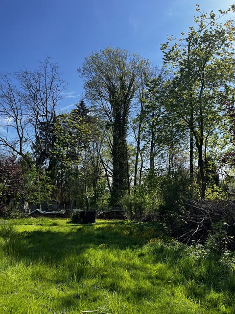 In Allschwil finden entlang des Lützelbachwegs sowie am Dorfbach im Bereich Grabenring / Baslerstrasse Holzschlagarbeiten statt. Foto: zVg