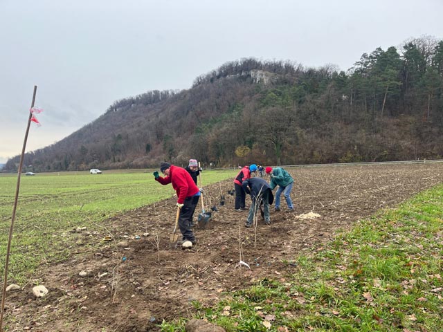 Freiwilligen-Einsatz für die Pflanzung der Naschhecke. Foto: Pro Natura Aargau