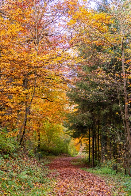 Naherholung im Herbstwald. Foto: zVg