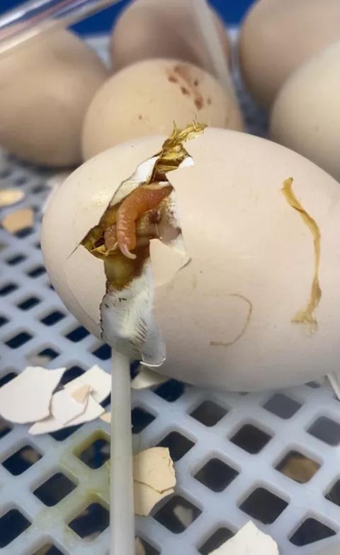 Ein Küken schlüpft im Schulmodul. Foto: © Jurapark Aargau
