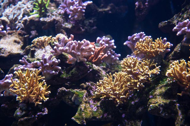 Lebensraum Korallenriff. Foto: Zoo Basel