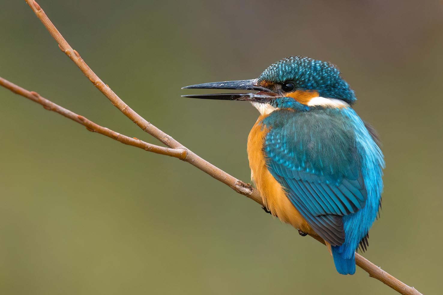 Wunderschön, aber leider vom Aussterben bedroht: Der Eisvogel. Foto: BirdLife/Chris Venetz