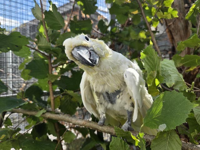 Chico, der König des Vogelparks. Foto: zVg