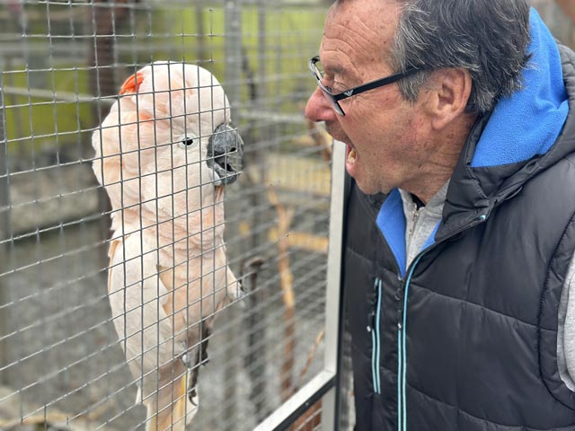 Rolf Lanz mit dem grössten Kakadu im Park, der alle seine Gesten nachahmt. Foto: Sonja Fasler