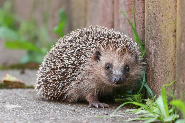 Igel kommen heutzutage häufiger im Siedlungsraum als in Landwirtschaftsgebieten vor. Sie leben gerne in Gärten und Grünflächen mit vielen Versteckmöglichkeiten wie Hecken oder Asthaufen. Foto: Bernadette Schoeffel, zVg