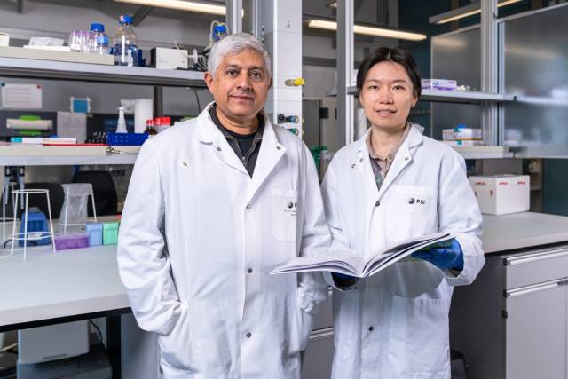 G.V. Shivashankar (links) und Yawen Liao vom Zentrum für Life Sciences am PSI haben untersucht, wie sich das Chromatin in menschlichen Zellkernen mit dem Alter verändert. Foto: © Paul Scherrer Institut PSI/Markus Fischer