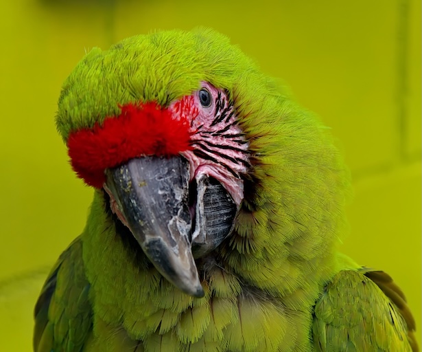 Die farbenprächtrigen Ambigua-Bewohner warten auf ihre Gäste. Fotos: Sonja Fasler
