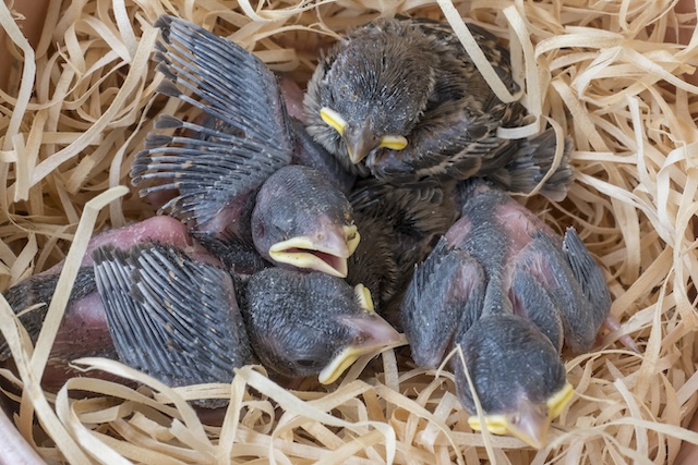 Diese Feldsperlinge im Nestlingsalter sind noch unbefiedert und somit ein Fall für eine Pflegestation. Foto: © Archiv Vogelwarte