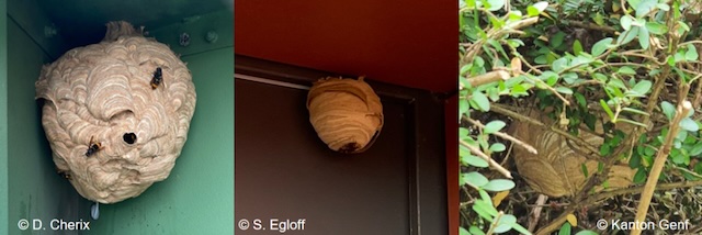 Beispiele von Primärnestern im Siedlungsgebiet. Foto: zVg  