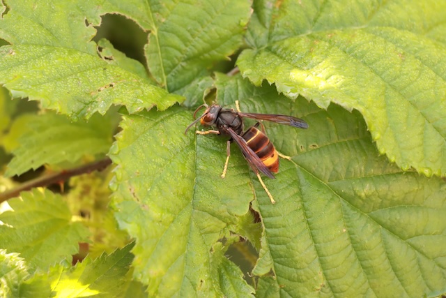 Die Asiatische Hornisse ist erkennbar an ihrem dunklen Körper, dem orange-gelben Hinterteil und den gelben Beinenden. Foto: © Kanton Aargau
