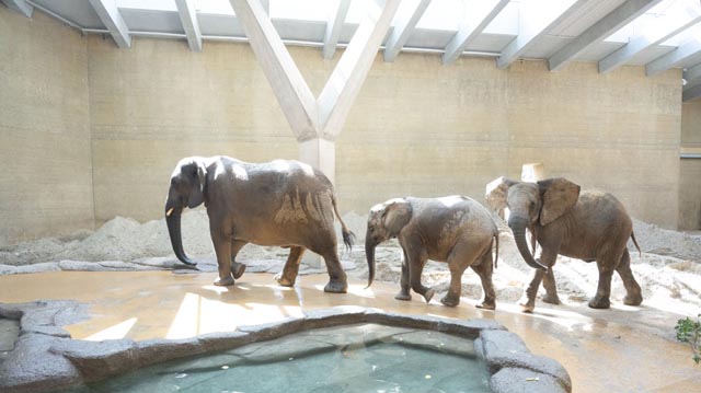 Neue Elefantengruppe im Zolli angekommen. Foto ©Zoo Basel
