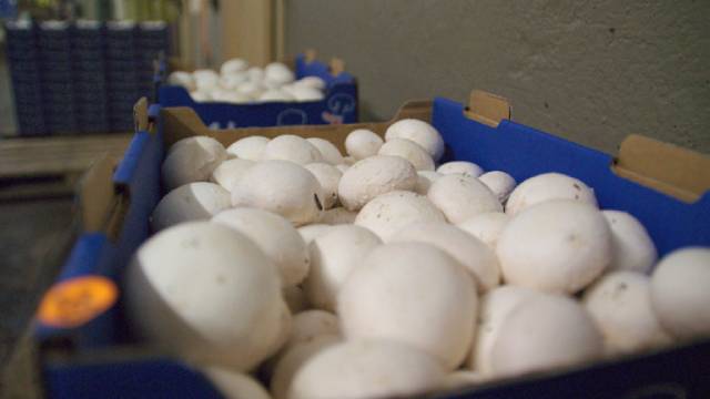 Champignons sind auch roh ein Genuss. Foto: lid 