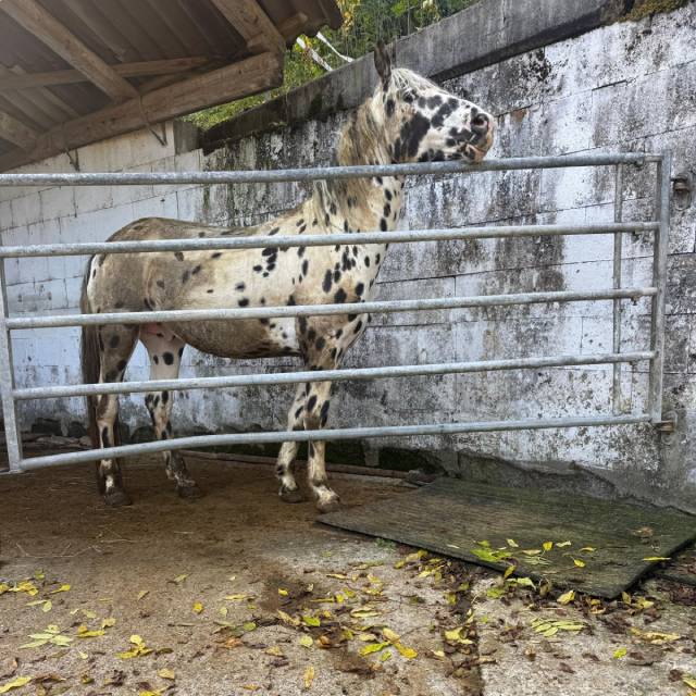 Impressionen von den Tieren und den schlechten Haltungsbedingungen