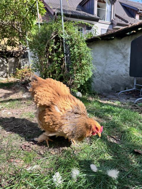 Pippin, das «therapeutische» Huhn